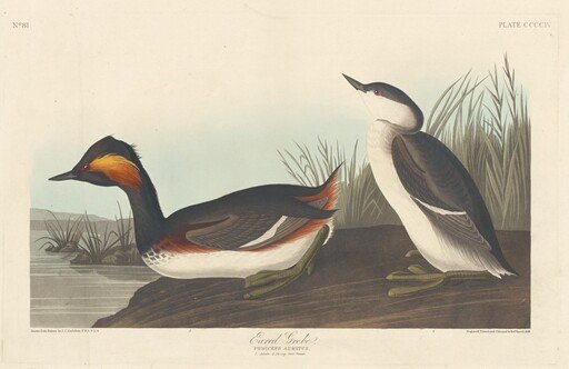 Eared Grebe