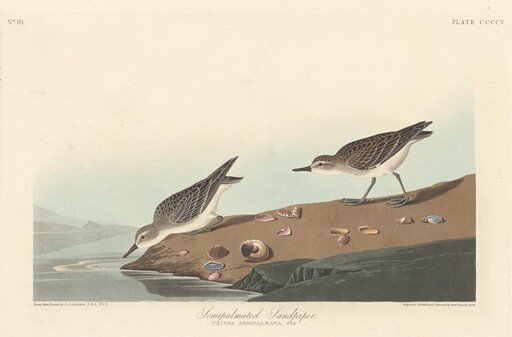 Semi-palmated Sandpiper