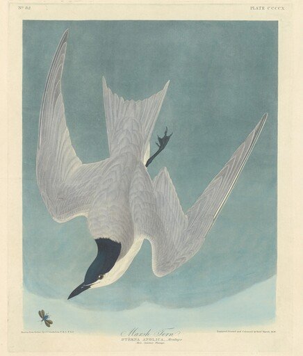 Marsh Tern