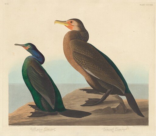 Violet-green Cormorant and Townsend's Cormorant