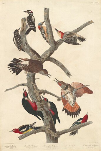 Hairy Woodpecker