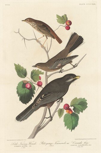 Little Tawny Thrush