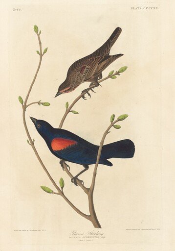 Prairie Starling