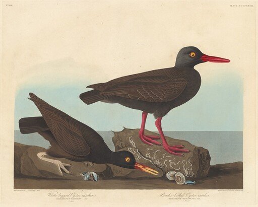 White-Legged Oyster-Catcher and Slender-Billed Oyster-Catcher