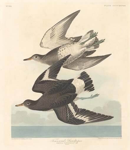 Townsend's Sandpiper