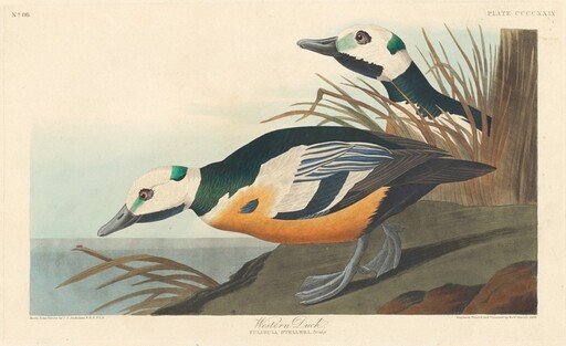 Western Duck