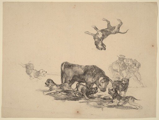 Bull Attacked by Dogs