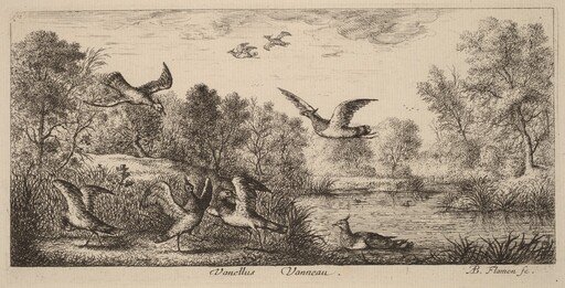 Vanellus, The Lapwing