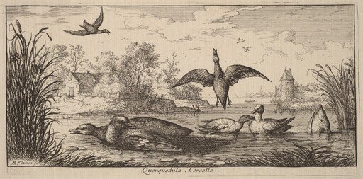 Querpedula, The Teal