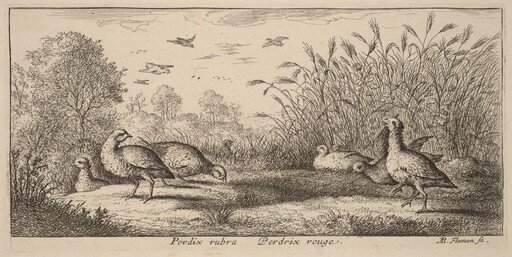 Pedrix rubra, The Red-Legged Partridge