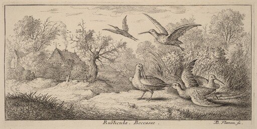Rusticula, The Woodcock