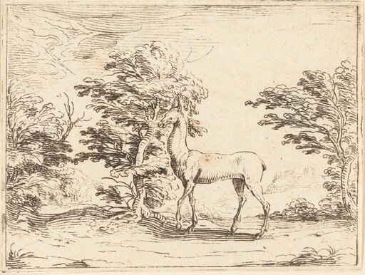 The Doe