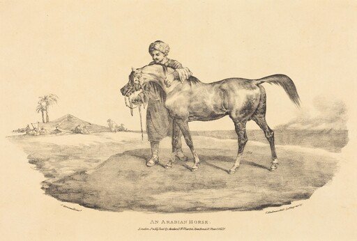 An Arabian Horse