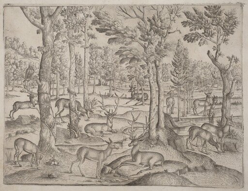 Deer in the Forest