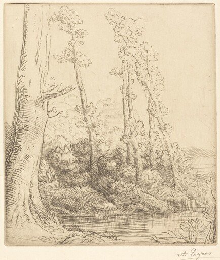 Little Pond (La petite mare)