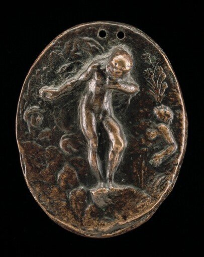 Narcissus