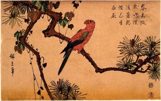 Macaw on a Pine Branch