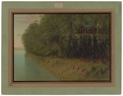 An Amazon Forest - Looking Ashore