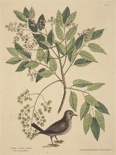 The Ground Dove (Columba passerina)