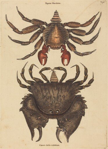 The Red Mottled Rock-crab (Cancer grapsus)