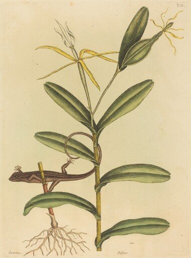 The Lyon Lizard (Lacerta 6-lineata)
