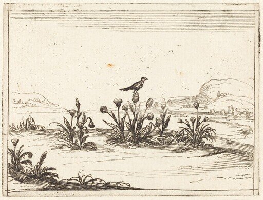 Bird Perched on a Thistle