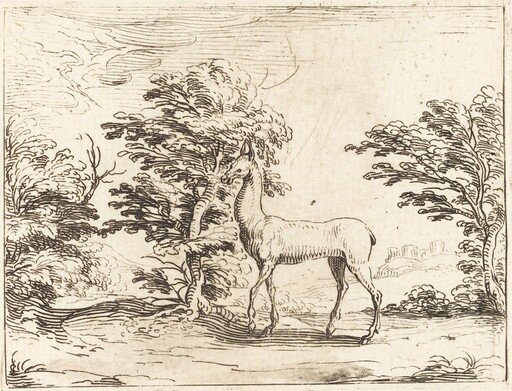 The Doe