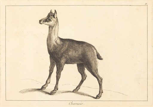 Chamois (Chamois)