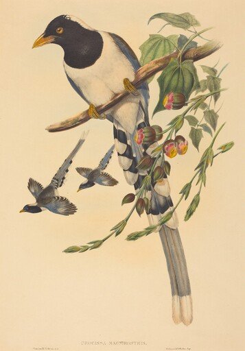 Urocissa magnirostris