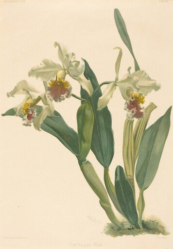 Cattleya Rex