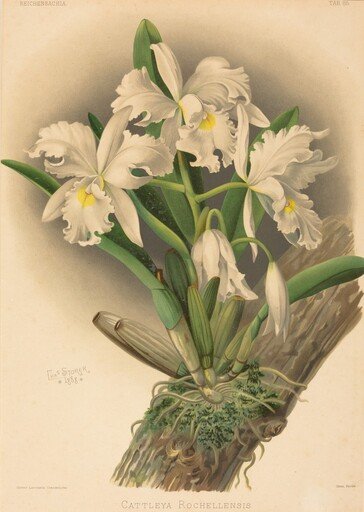 Cattleya Rochellensis