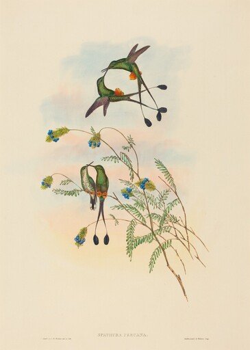 Spathura peruana (Peruvian Racket-Tail)