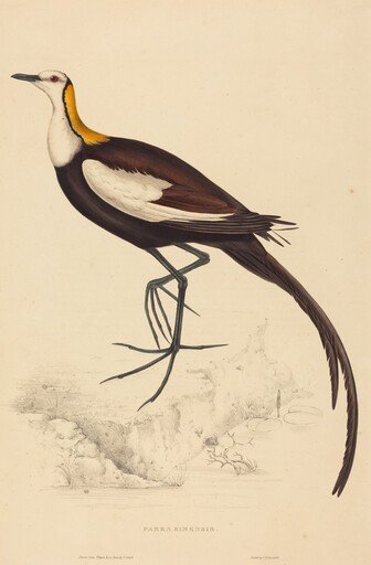 Parra Sinensis (Pheasant-Tailed Jacana)