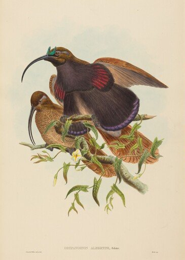 Drepanornis albertisi (Black-billed Sicklebill Bird of Paradise)
