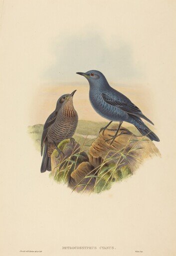 Petrocossyphus cyanus (Blue Rockthrush)