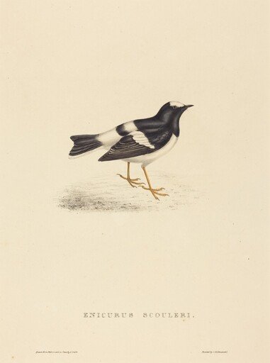 Enicurus Scouleri (Little Forktail)