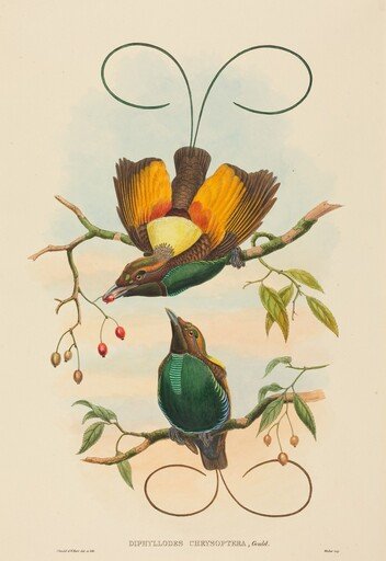 Diphyllodes chrysoptera (Magnificent Bird of Paradise)