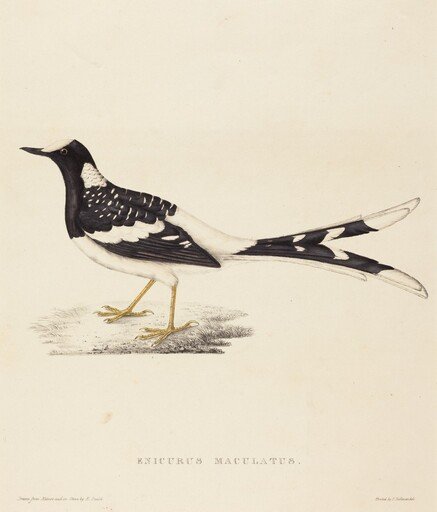 Enicurus Maculatus (Spotted Forktail)