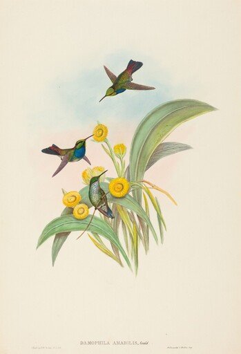 Damophila amabilis (Blue-breasted Hummingbird)