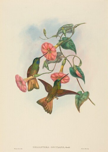 Helianthea osculans (Buff-tailed Star-Frontlet)