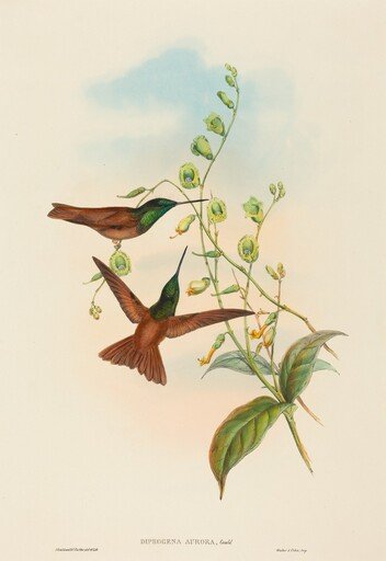 Diphogena aurora (Gould's Rainbow)