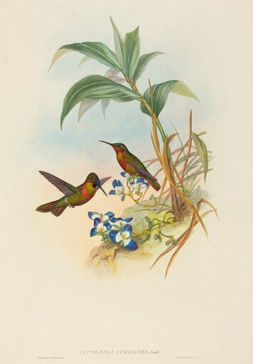 Clytolaema aurescens (Banded Ruby or Gould's Ruby)