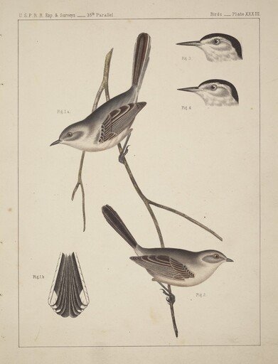 Birds - U.S.P.R.R. Exp. & Surveys, 35th Parallel