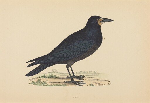 Rook