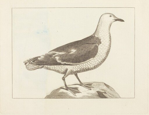 Water Fowl