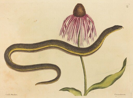 The Glass Snake (Anguis ventralis)