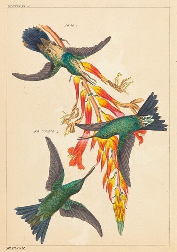 Three Hummingbirds with Plant