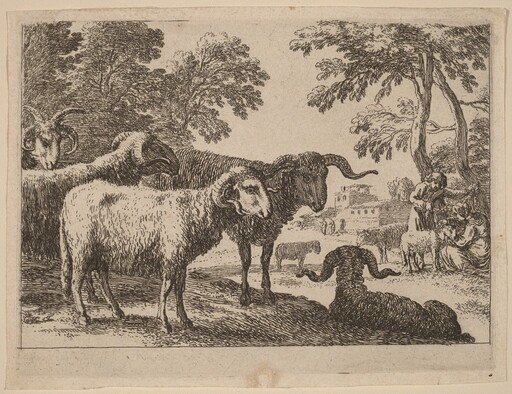 Rams