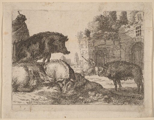 Pigs