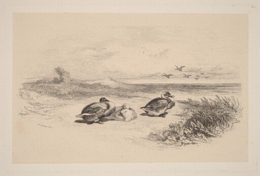 Canards Sauvages